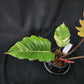 Philodendron Caramel Marble