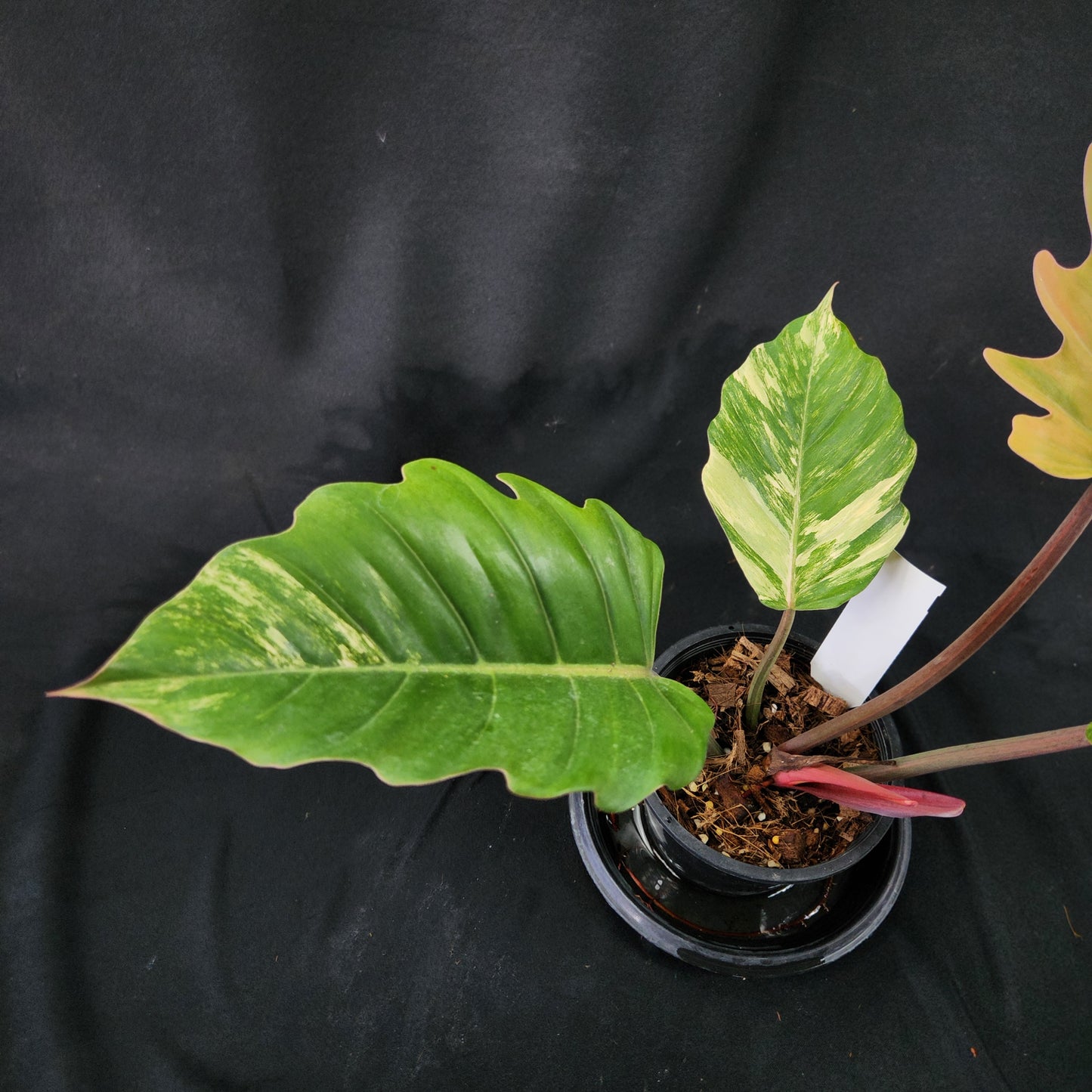 Philodendron Caramel Marble