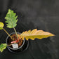 Philodendron Caramel Marble