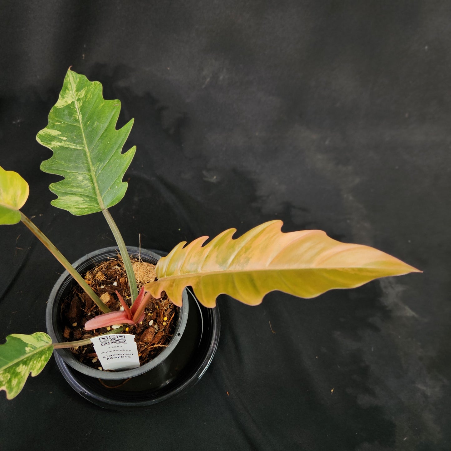 Philodendron Caramel Marble