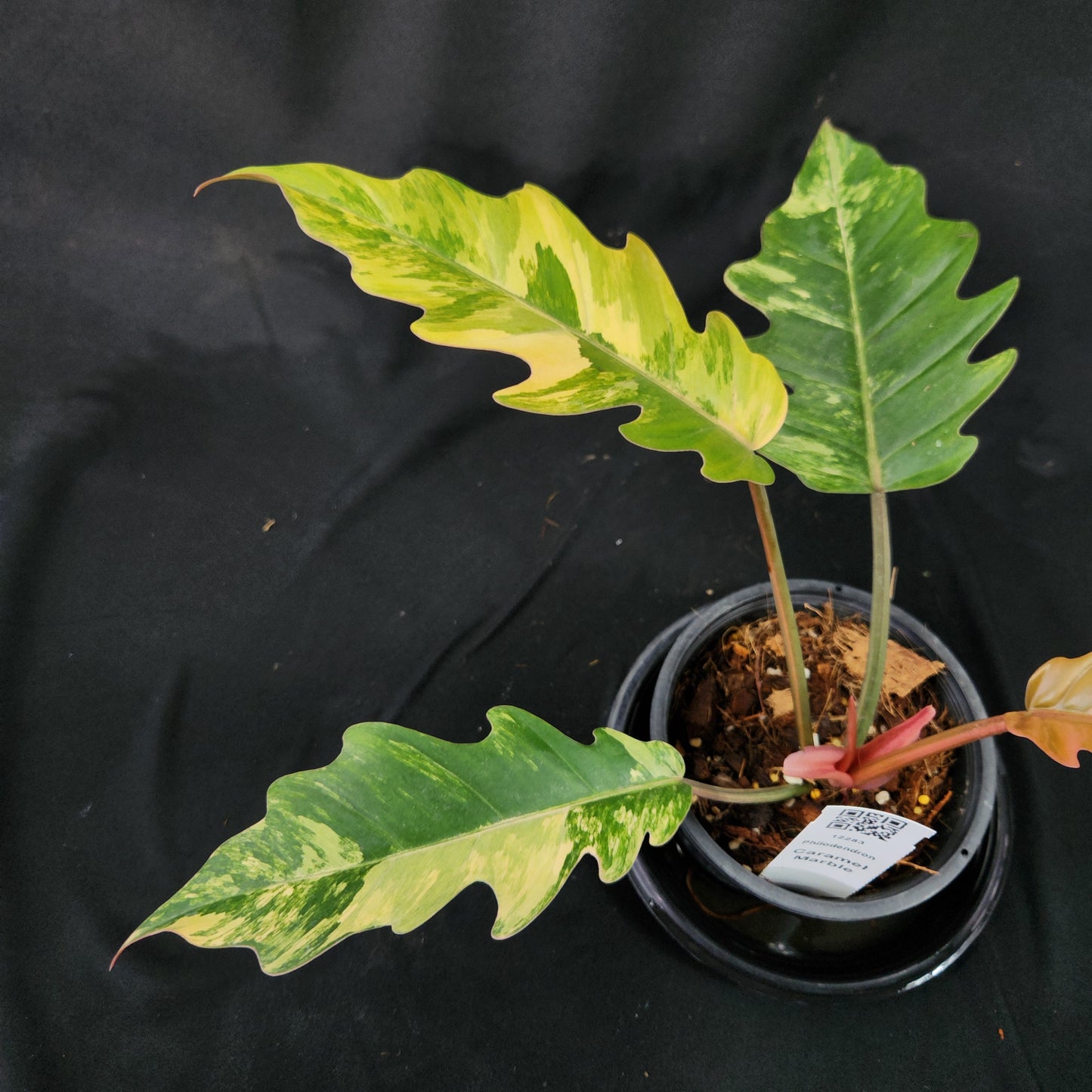 Philodendron Caramel Marble