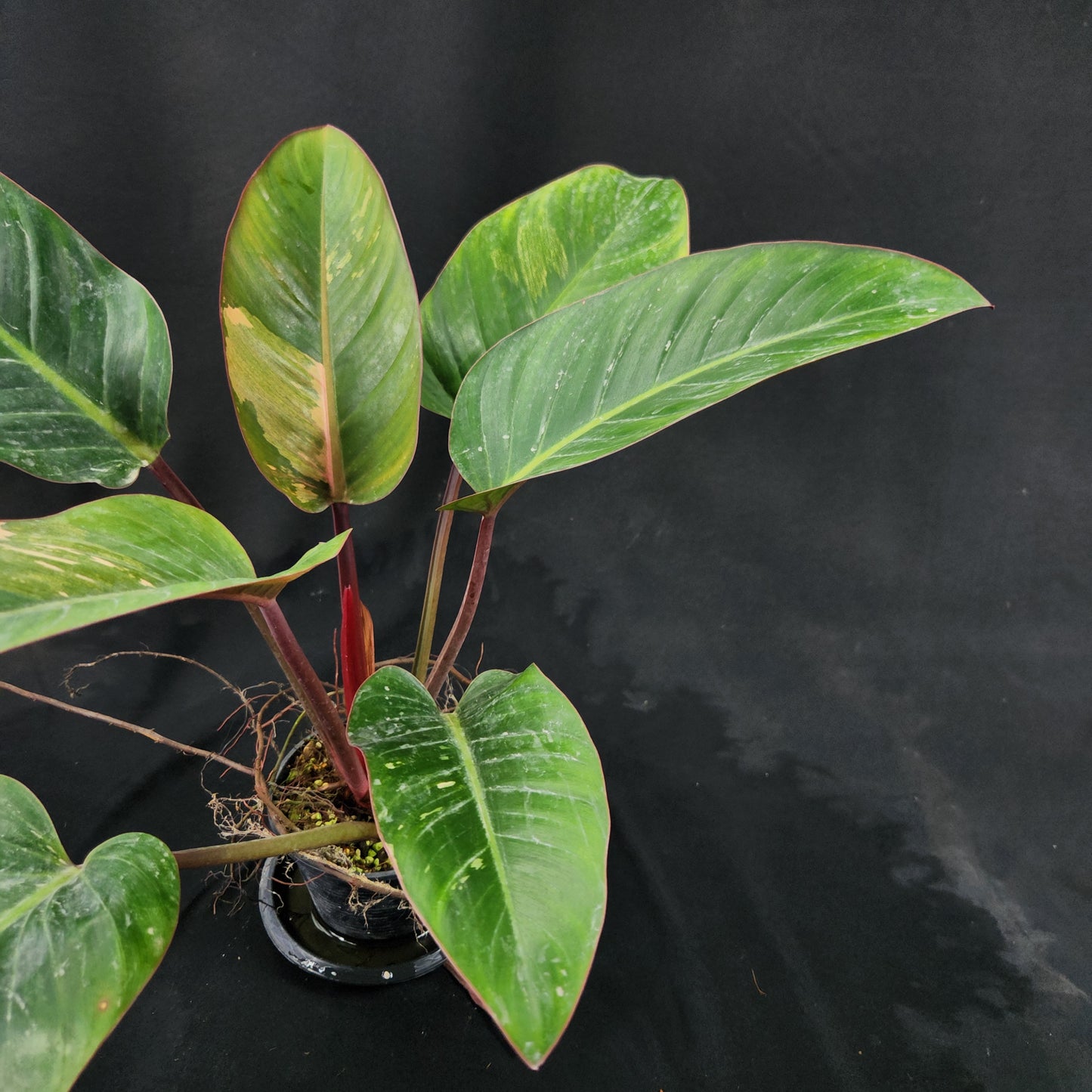Philodendron Red Congo variegated
