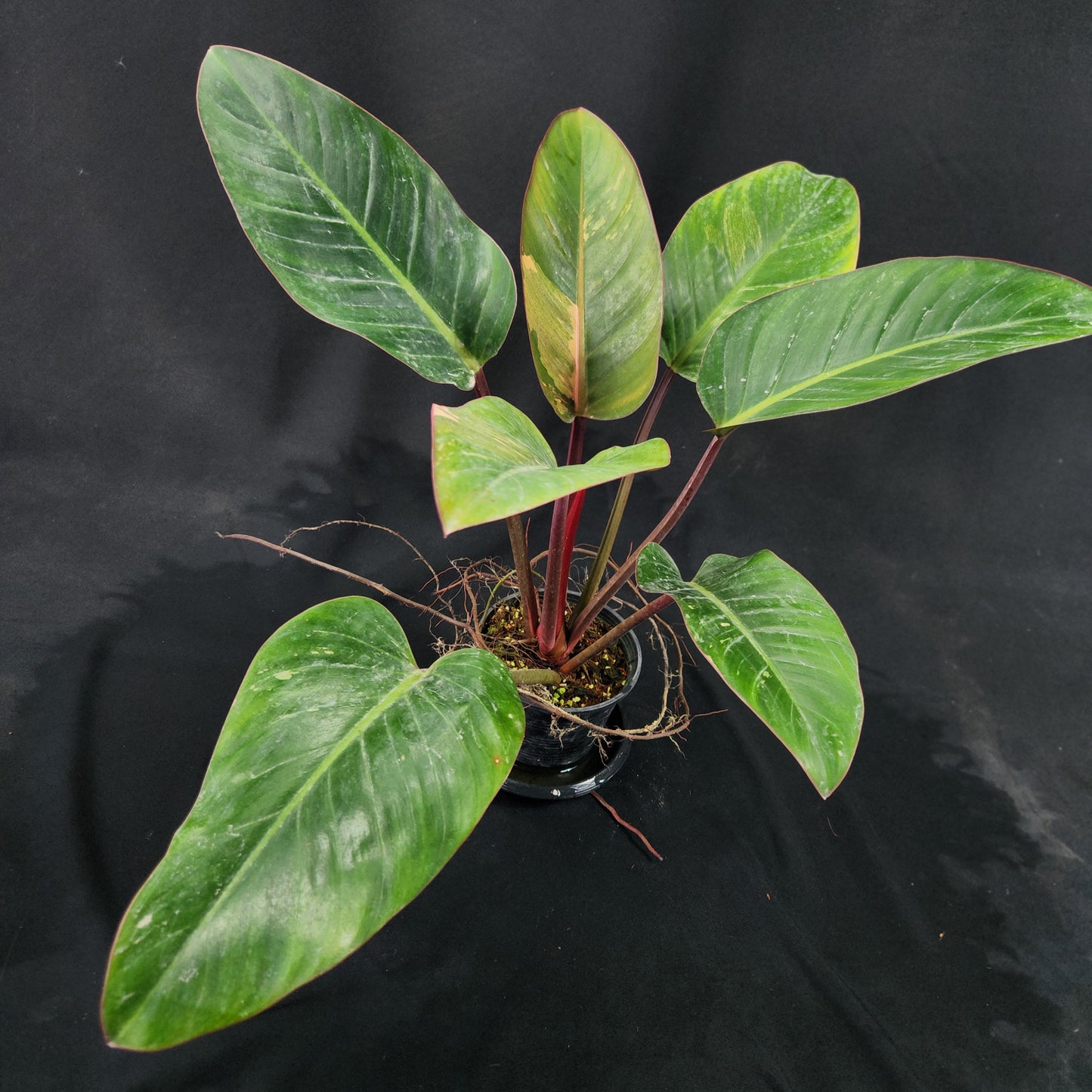 Philodendron Red Congo variegated
