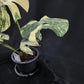 Monstera Thai Constellation Crème Brulee