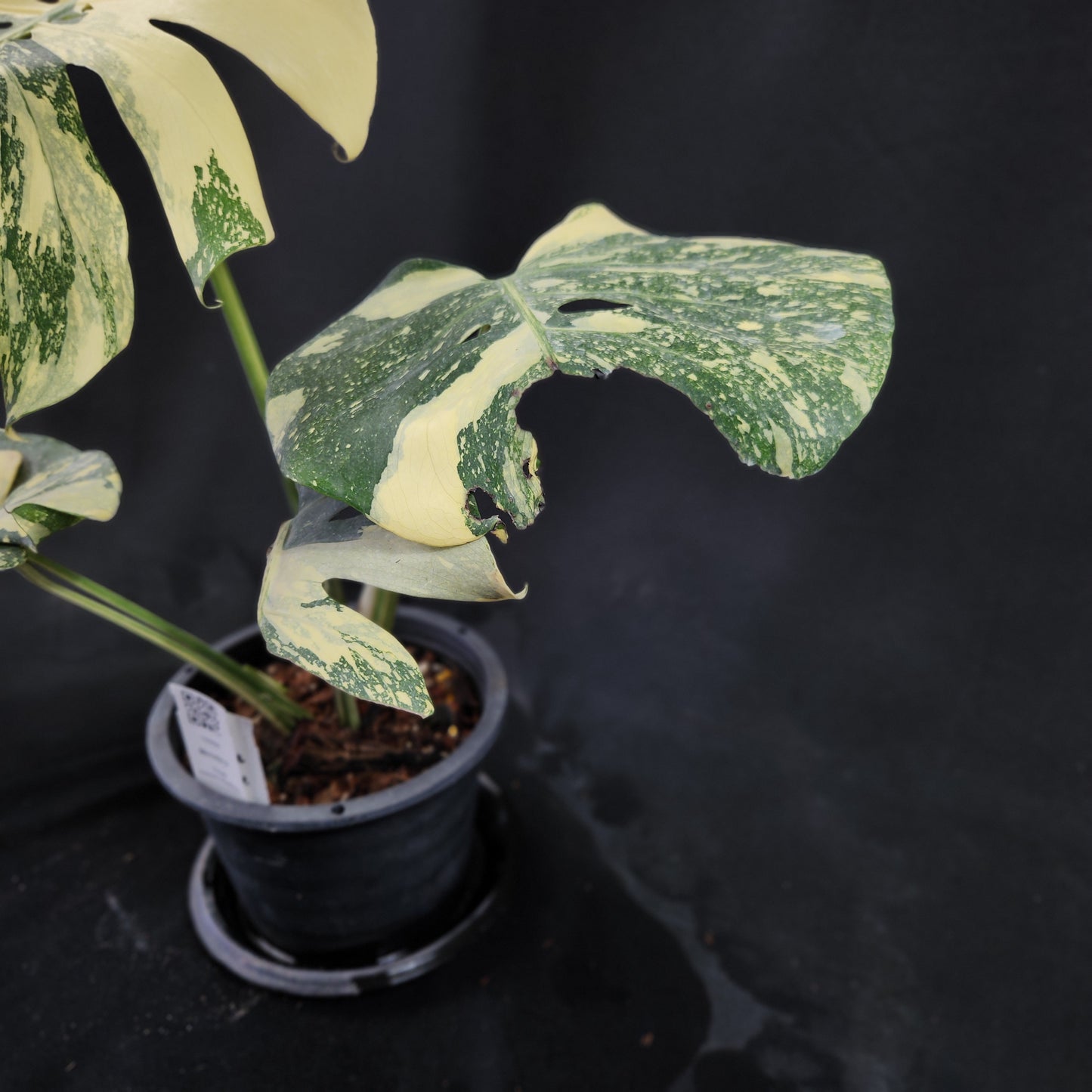 Monstera Thai Constellation Crème Brulee