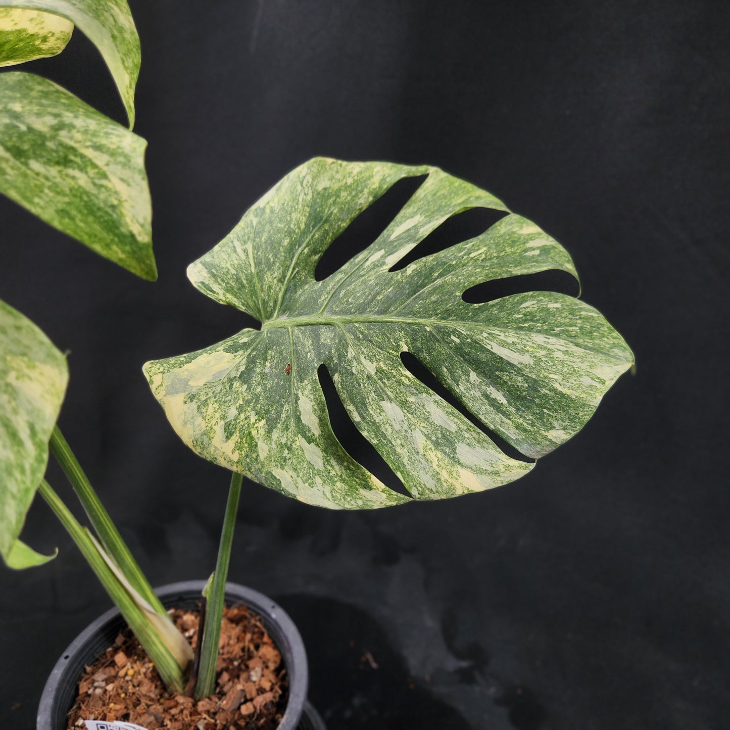 Monstera Thai Constellation Green snow