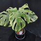 Monstera Thai Constellation Green snow