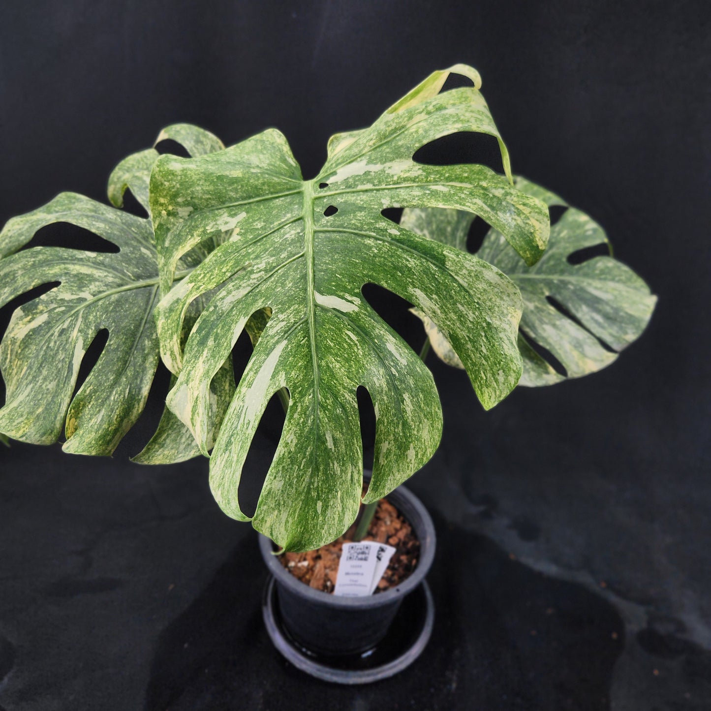 Monstera Thai Constellation Green snow