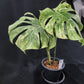 Monstera Thai Constellation Green snow