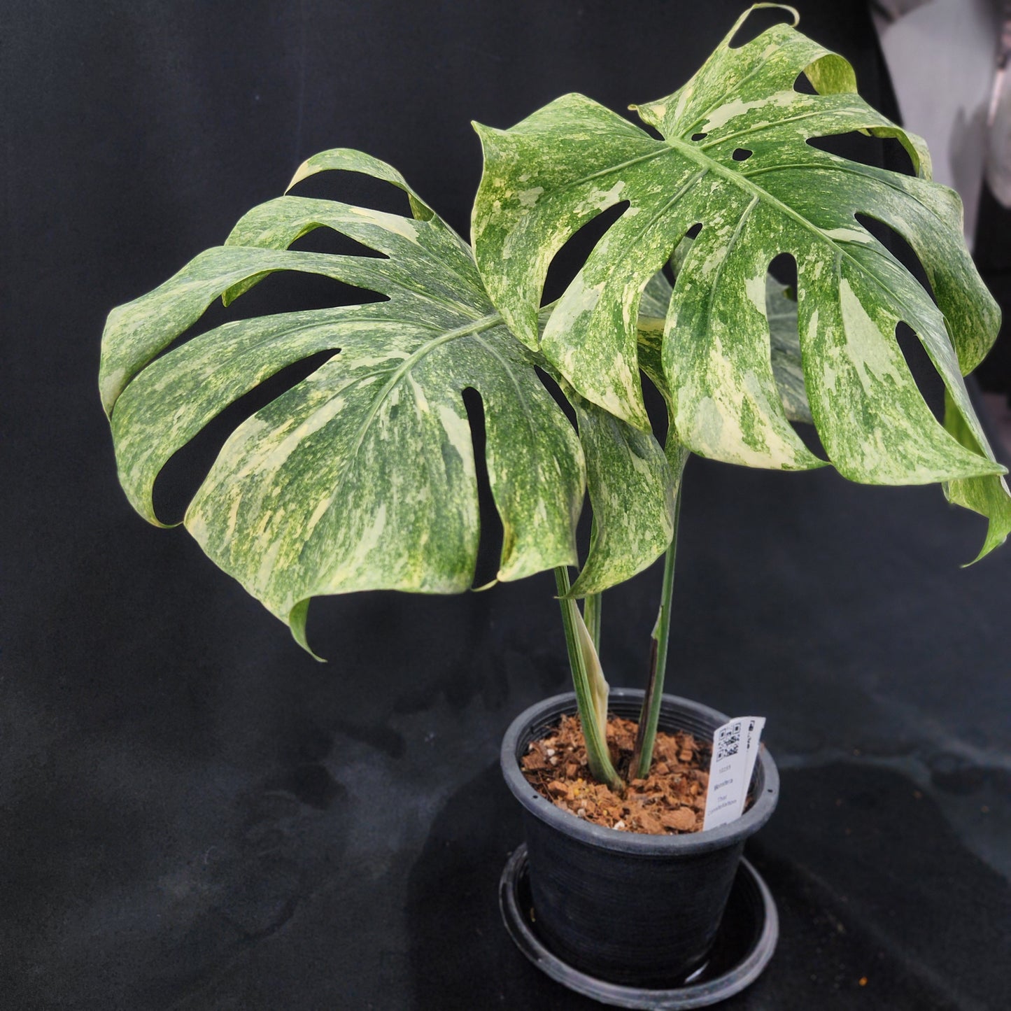 Monstera Thai Constellation Green snow