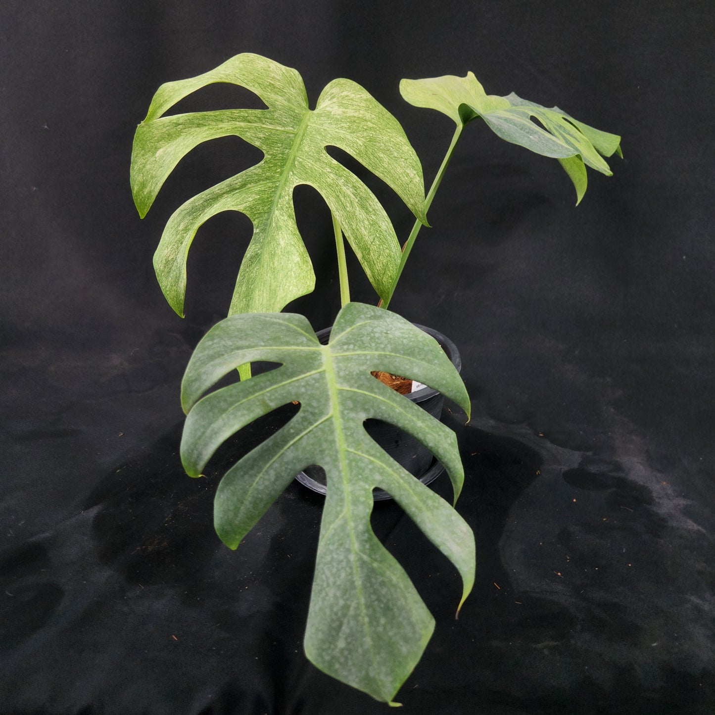 Monstera deliciosa Mint NOID