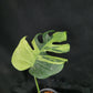 Monstera deliciosa Mint NOID
