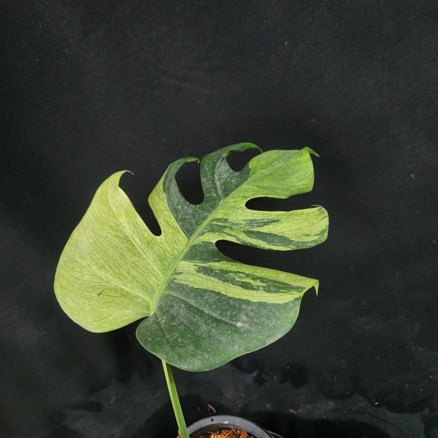 Monstera deliciosa Mint NOID