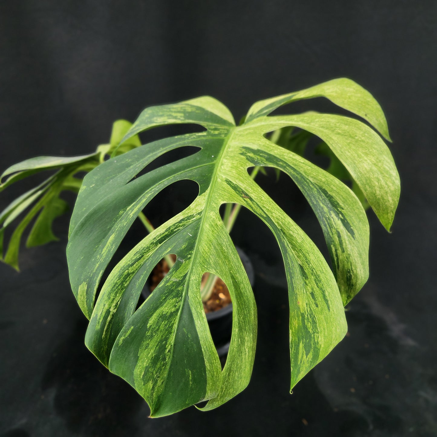 Monstera deliciosa Mint NOID