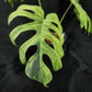 Monstera deliciosa Mint NOID