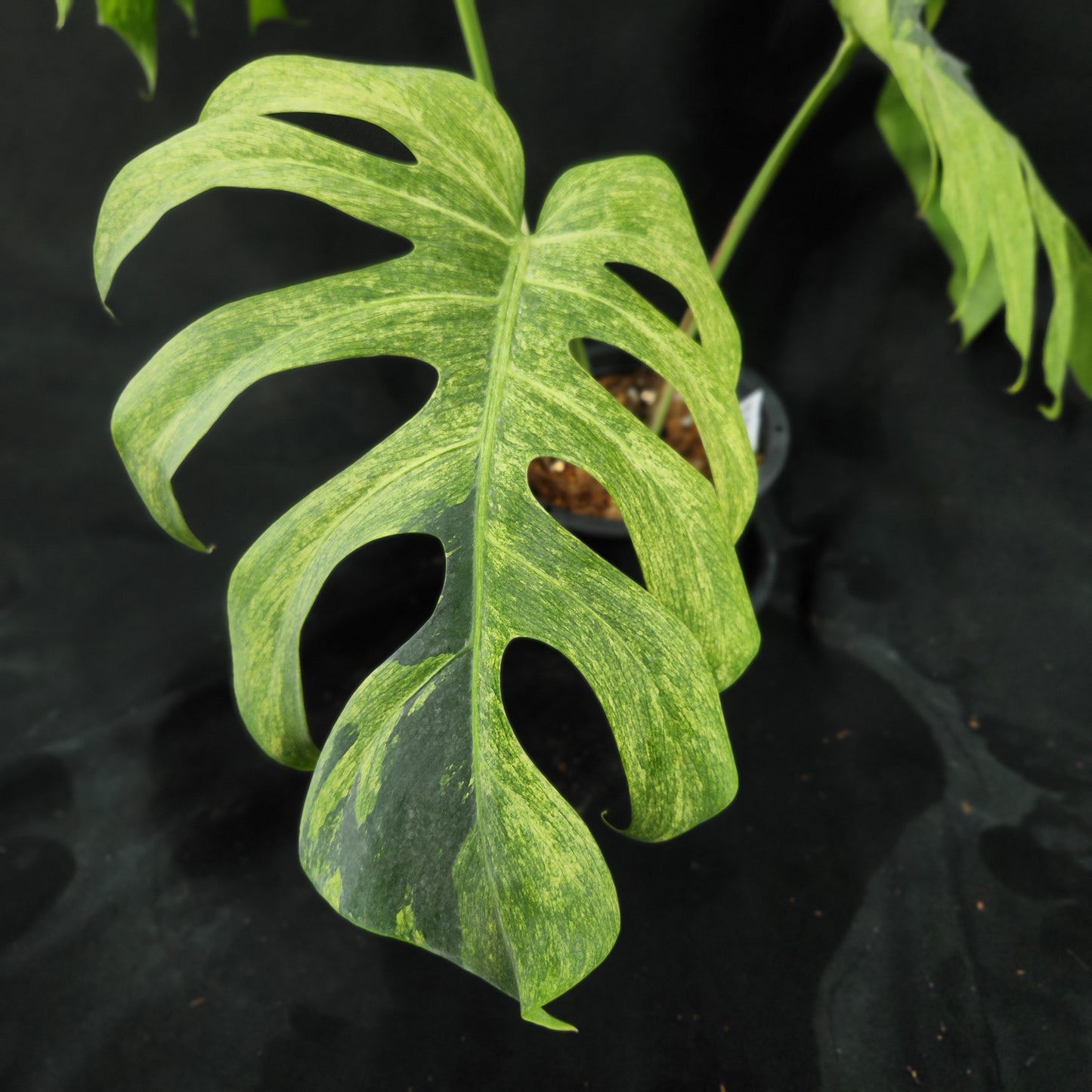 Monstera deliciosa Mint NOID