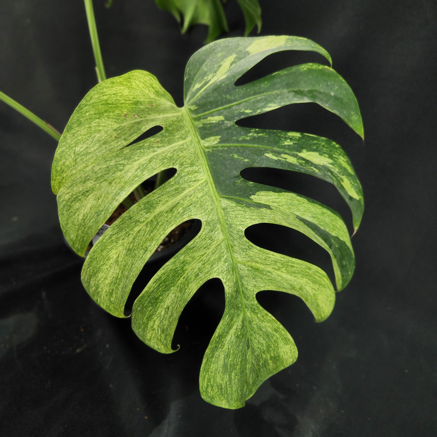 Monstera deliciosa Mint NOID
