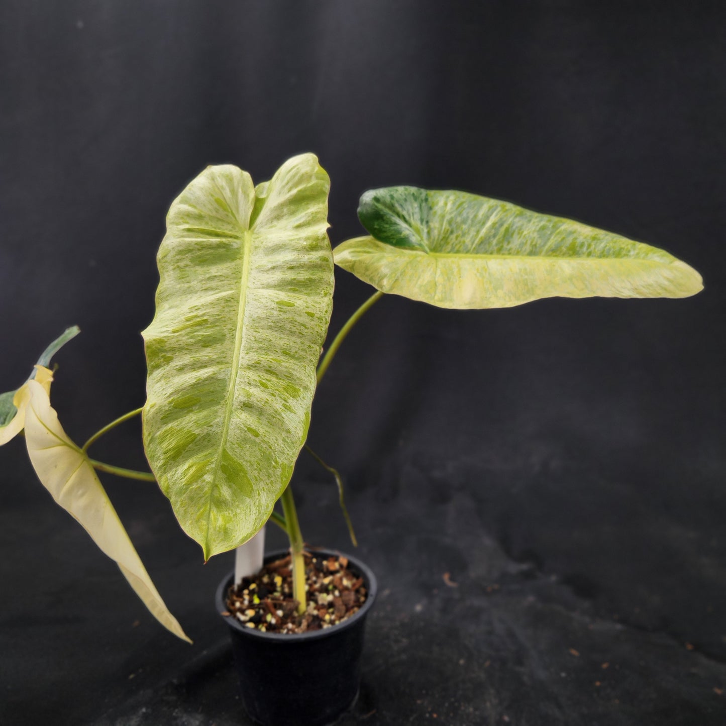 Philodendron Paraiso Verde aurea