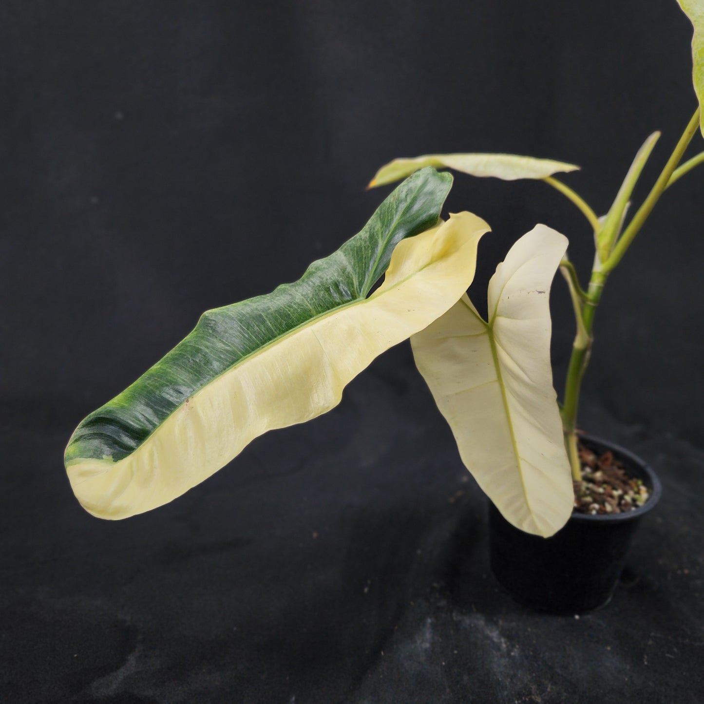 Philodendron Paraiso Verde aurea