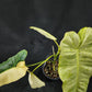 Philodendron Paraiso Verde aurea