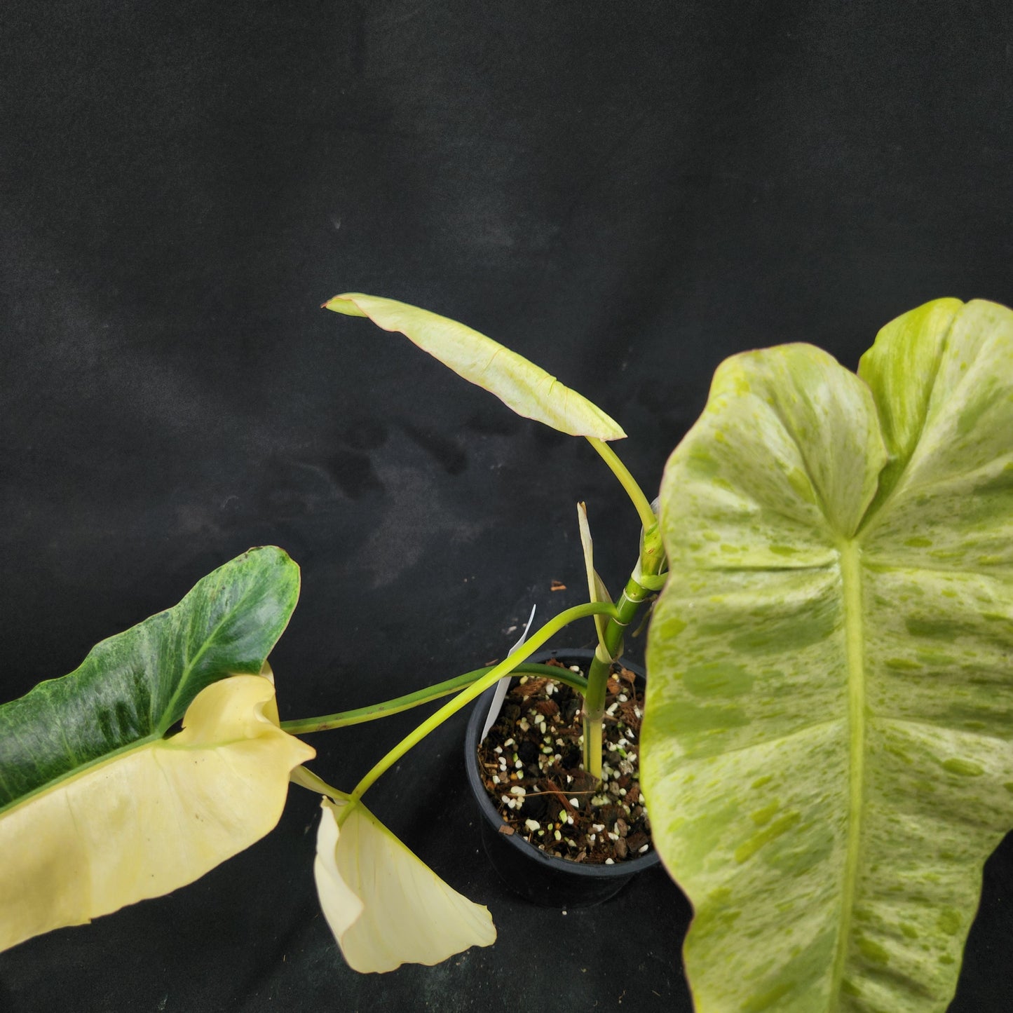 Philodendron Paraiso Verde aurea