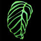 Monstera obliqua Filamentous (M)