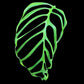 Monstera obliqua filamentous (S)