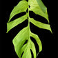 Monstera lamersiana (M)