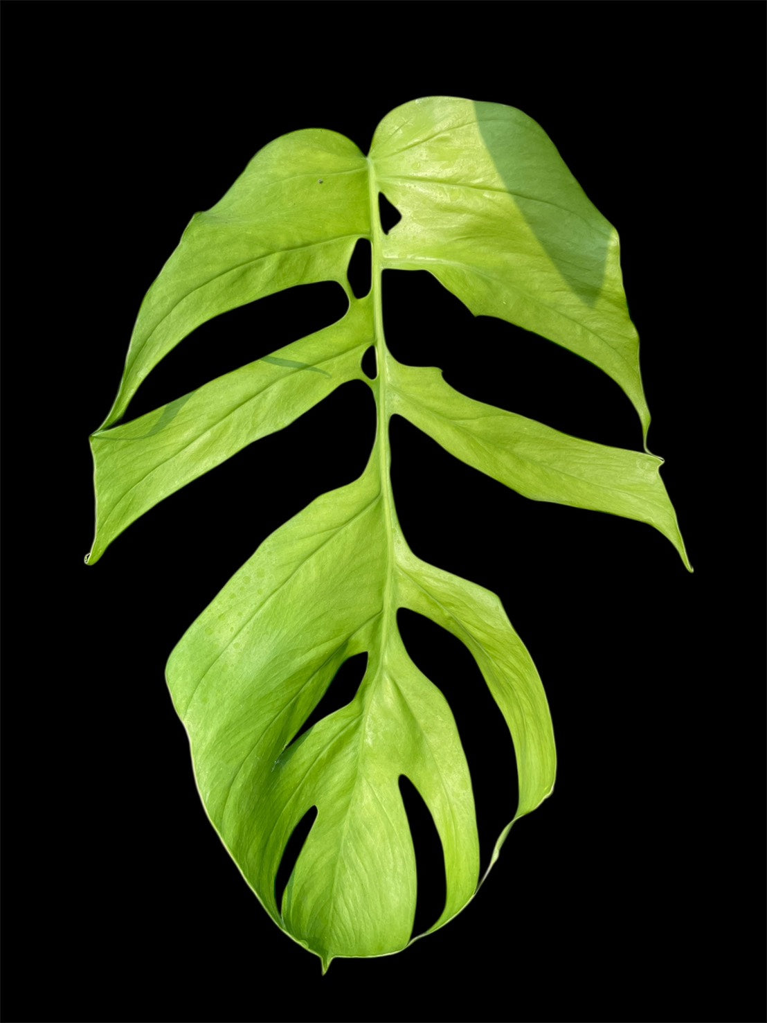 monstera 3 meter Monstera lamersiana (M)