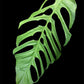 Monstera filamentosa (S)
