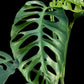 Monstera acuminata (L)