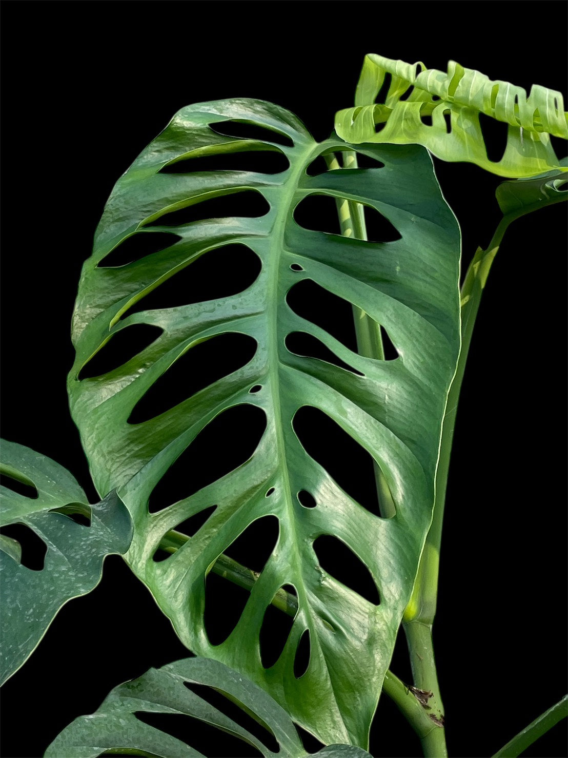 Monstera acuminata (S)