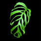 Monstera gracilis B