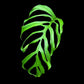 Monstera gracilis (M)