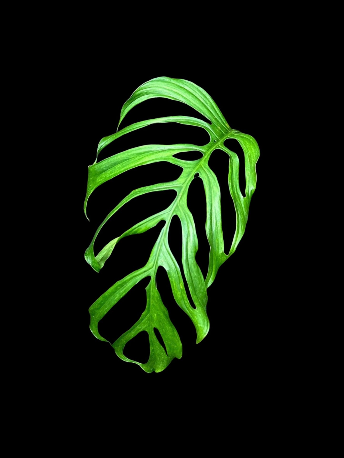 Monstera gracilis (M)