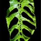 Monstera membranacea madison