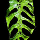 Monstera membranacea madison