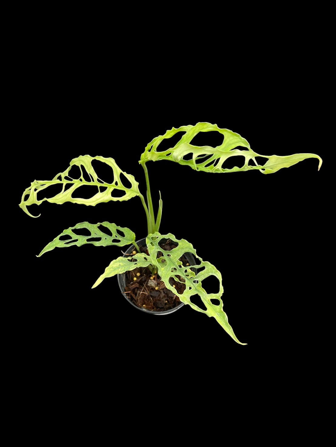 Monstera obliqua Peru