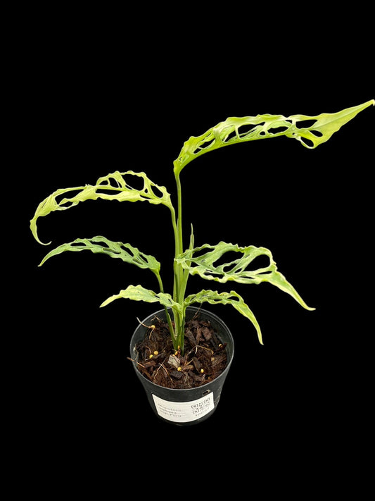Monstera obliqua Peru