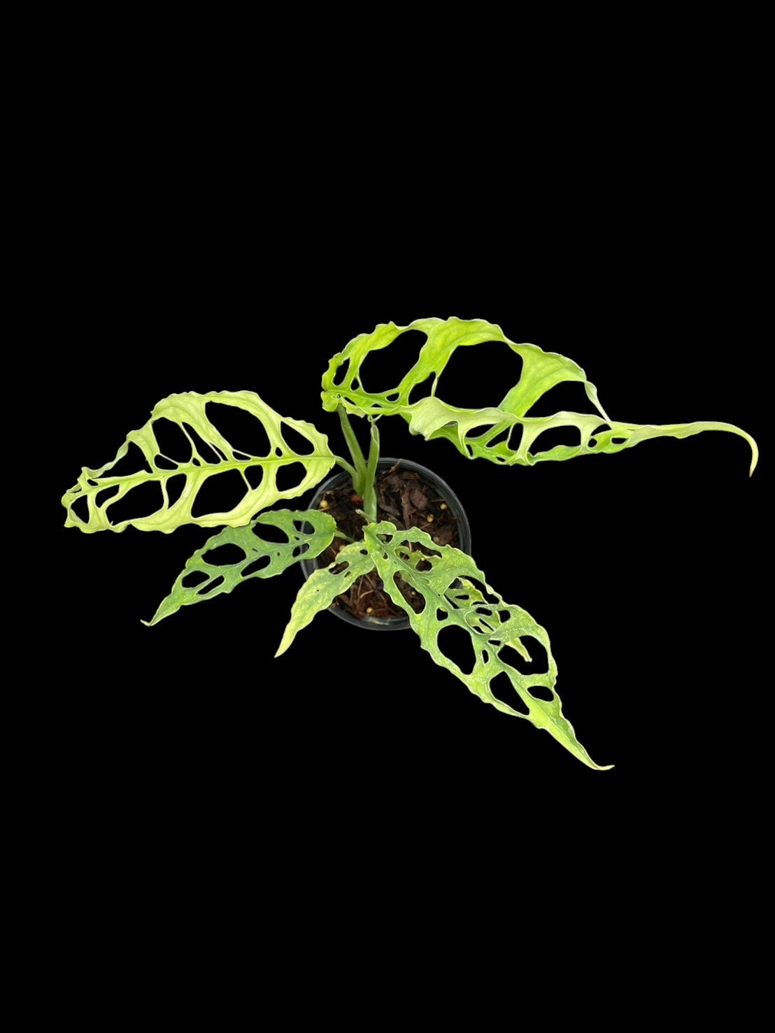Monstera obliqua Peru