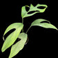 Monstera croatii (M)
