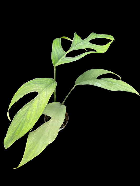 Monstera croatii (M)