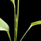 Monstera croatii (M)