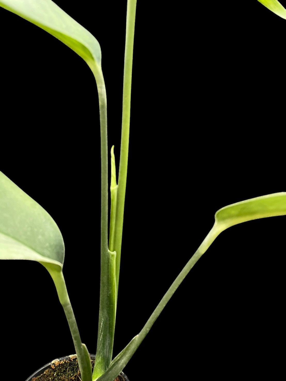 Monstera croatii (M)