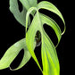 Monstera croatii (M)