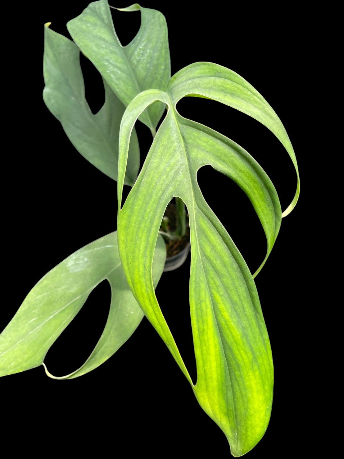 Monstera croatii (M) – Amazon Garden Thailand