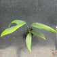 Monstera croatii (S)