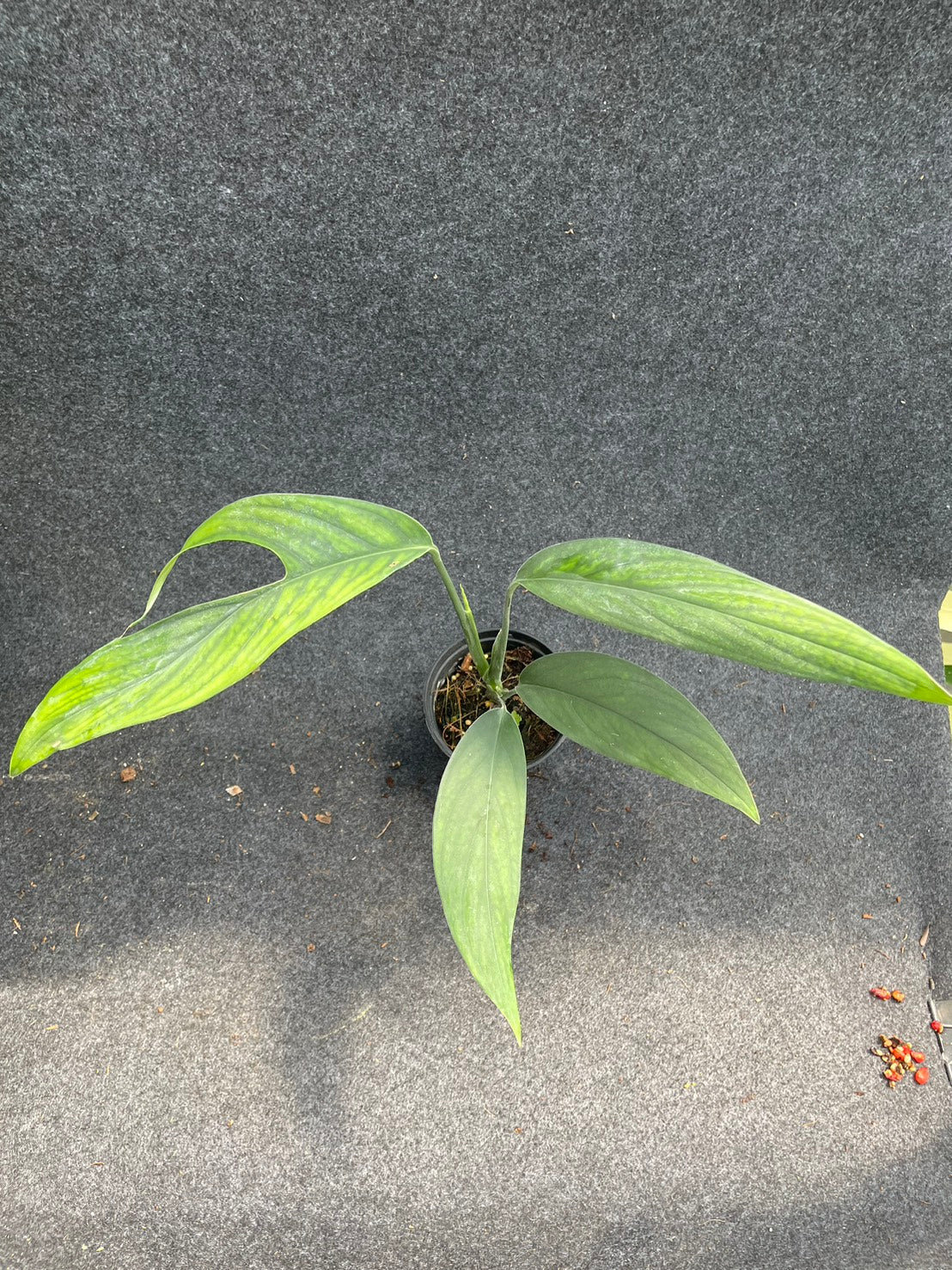 Monstera croatii (S)