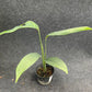Monstera croatii (S)