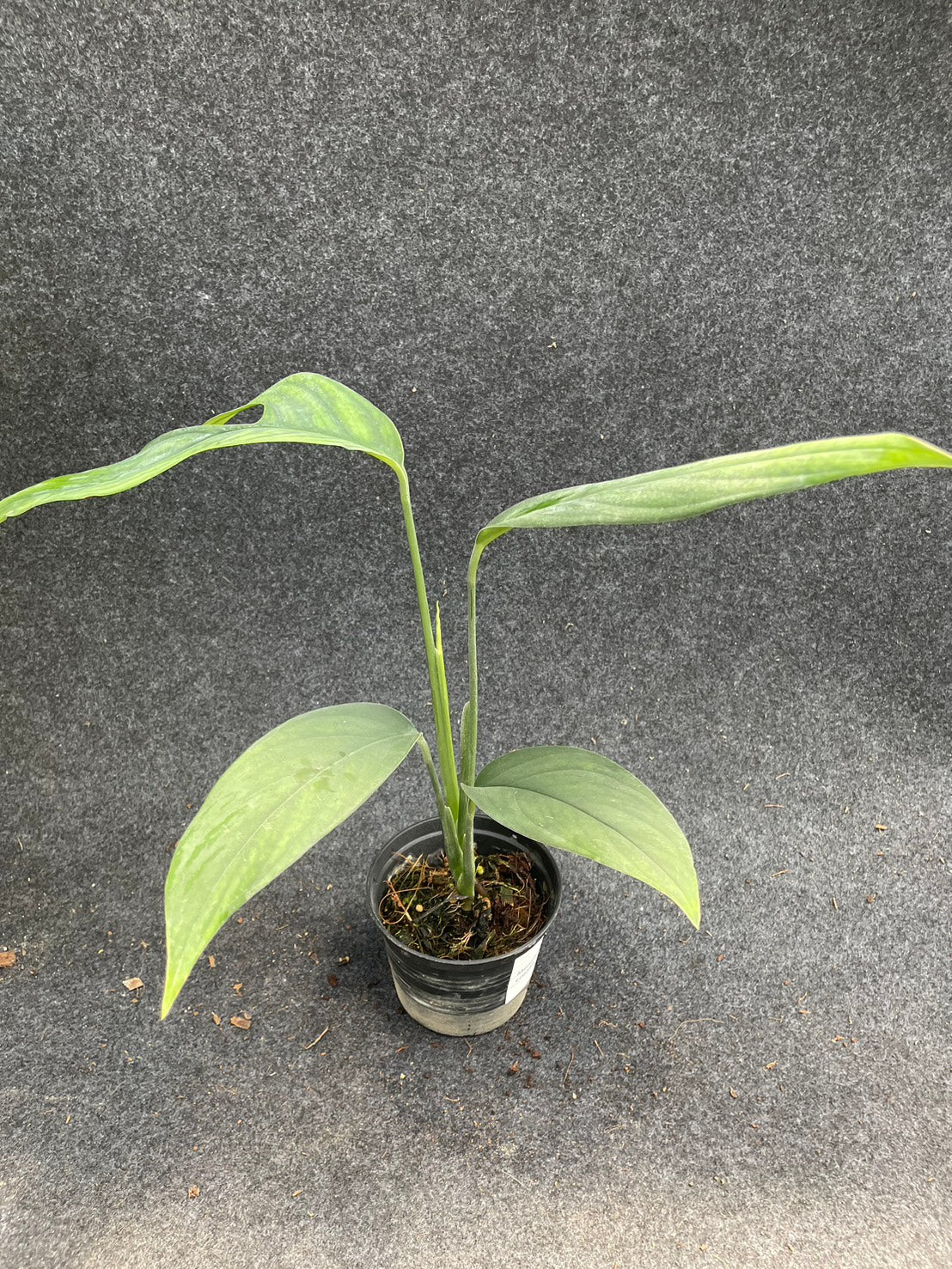 Monstera croatii (S)